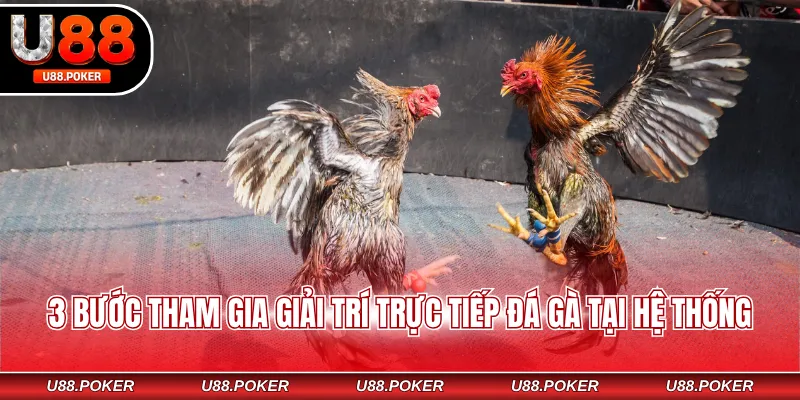 Trực tiếp đá gà U88 3 bước tham gia giải trí trực tiếp đá gà tại hệ thống