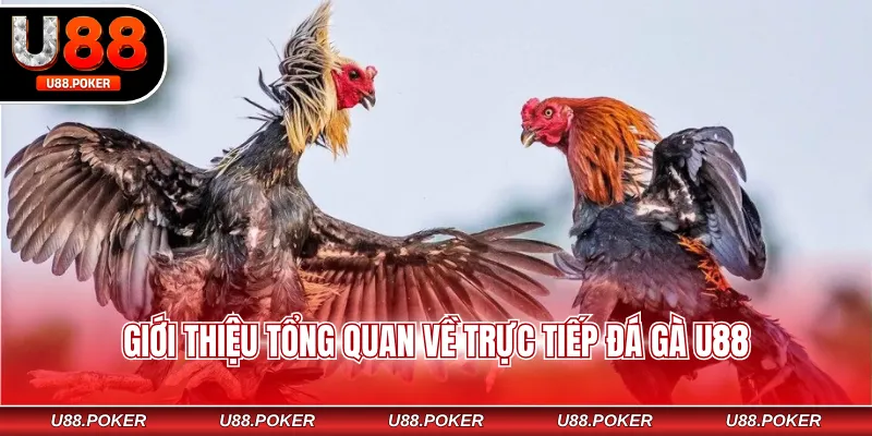Trực tiếp đá gà U88 Giới thiệu tổng quan về trực tiếp đá gà U88