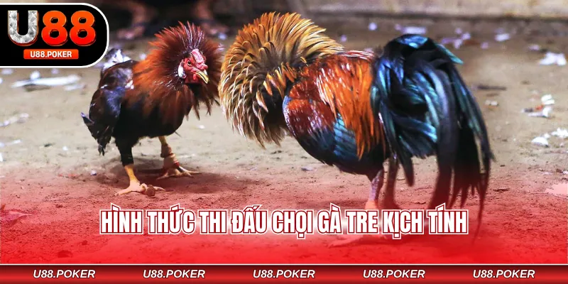 Trực tiếp đá gà U88 Hình thức thi đấu chọi gà tre kịch tính