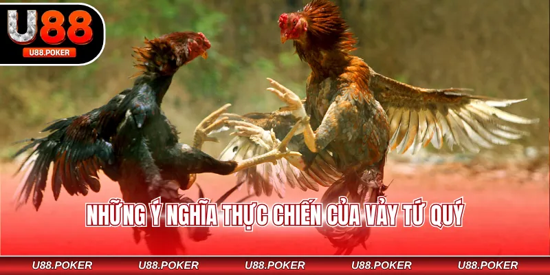 Vảy Gà Tứ Quý – Dấu Hiệu Nhận Biết Chiến Kê Đẳng Cấp Những ý nghĩa thực chiến của vảy tứ quý