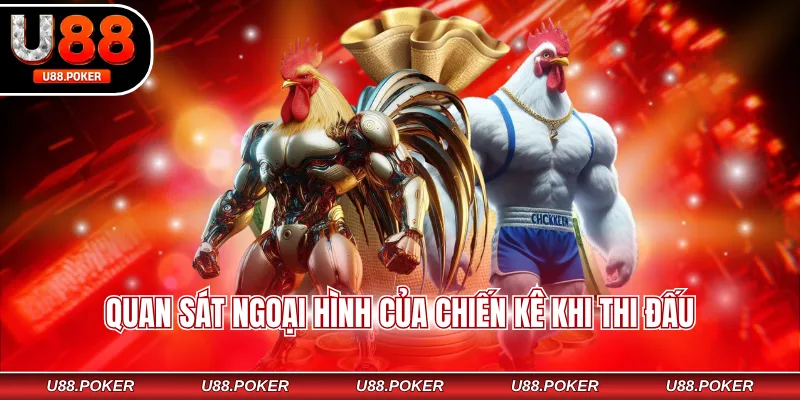 Đá Gà Thomo U88 - Hòa Mình Cùng Với Không Khí Sôi Động Quan sát ngoại hình của chiến kê khi thi đấu