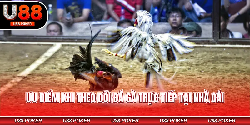 Trực tiếp đá gà U88 Ưu điểm khi theo dõi đá gà trực tiếp tại nhà cái